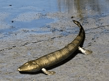 Tiktaalik