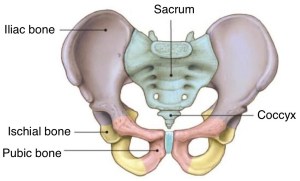 Pelvis