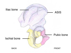 Side Pelvis